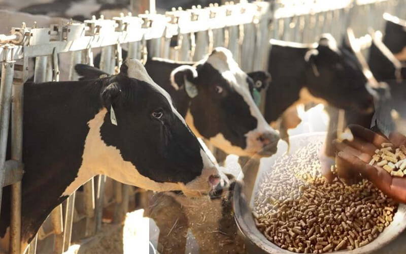 https://www.azeuspelletmill.com/wp-content/uploads/2019/03/Cow-Feed-Pellets.jpg